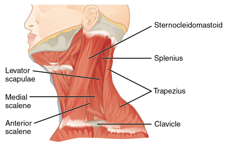 Deep Tissue Massage & Hot Stone Therapy in Nairobi for Stress Relief and Muscle Recovery